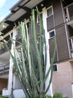 cactus Guyane