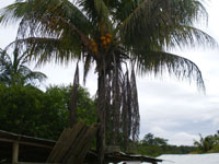cocotier Guyane