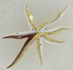 broche Leucothee