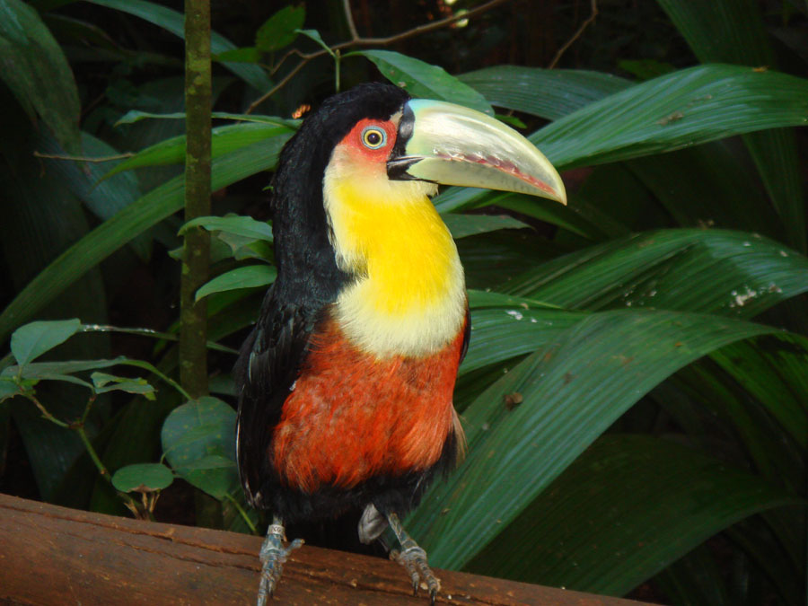 toucan