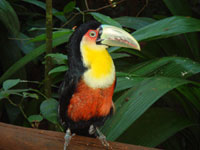 toucan