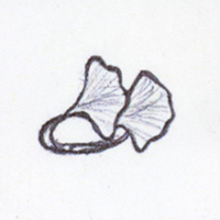 dessin bague