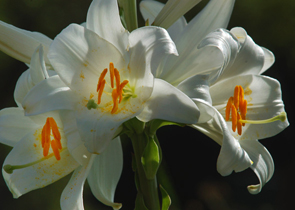 fleur de lys