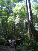 arbre fromager