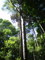 arbre fromager