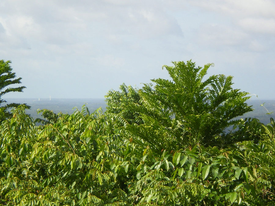 Montagne aux Singes