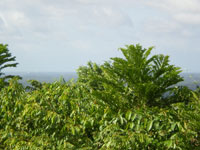 Montagne aux Singes