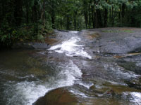 torrent