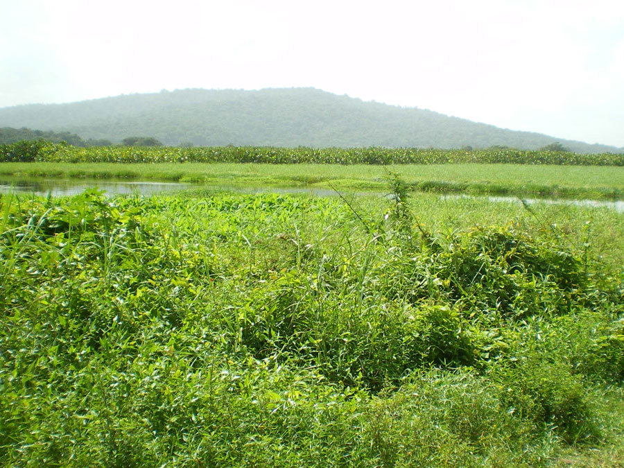 marais Kaw