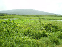 marais Kaw