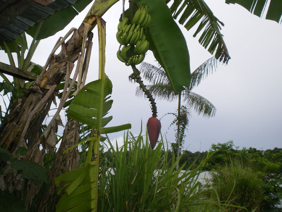 bananier Guyane