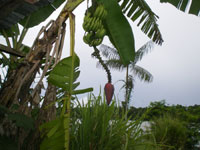 bananier Guyane
