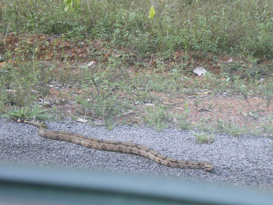 serpent Guyane