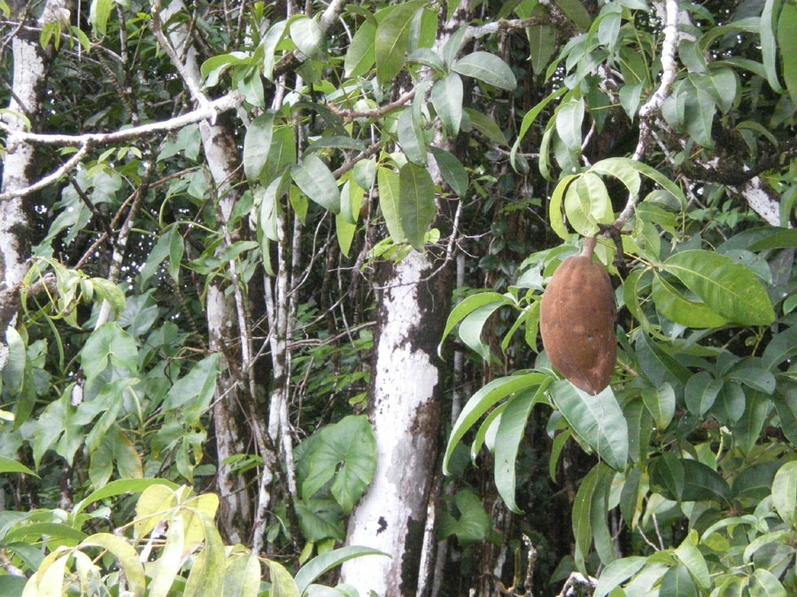 cabosse cacaoyer