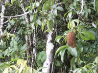 cabosse cacaoyer