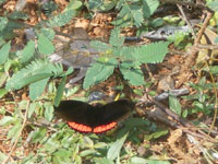 papillon