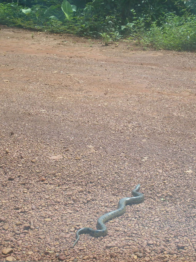 boa Guyane