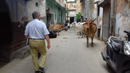 "Bonjour Madame la vache !"